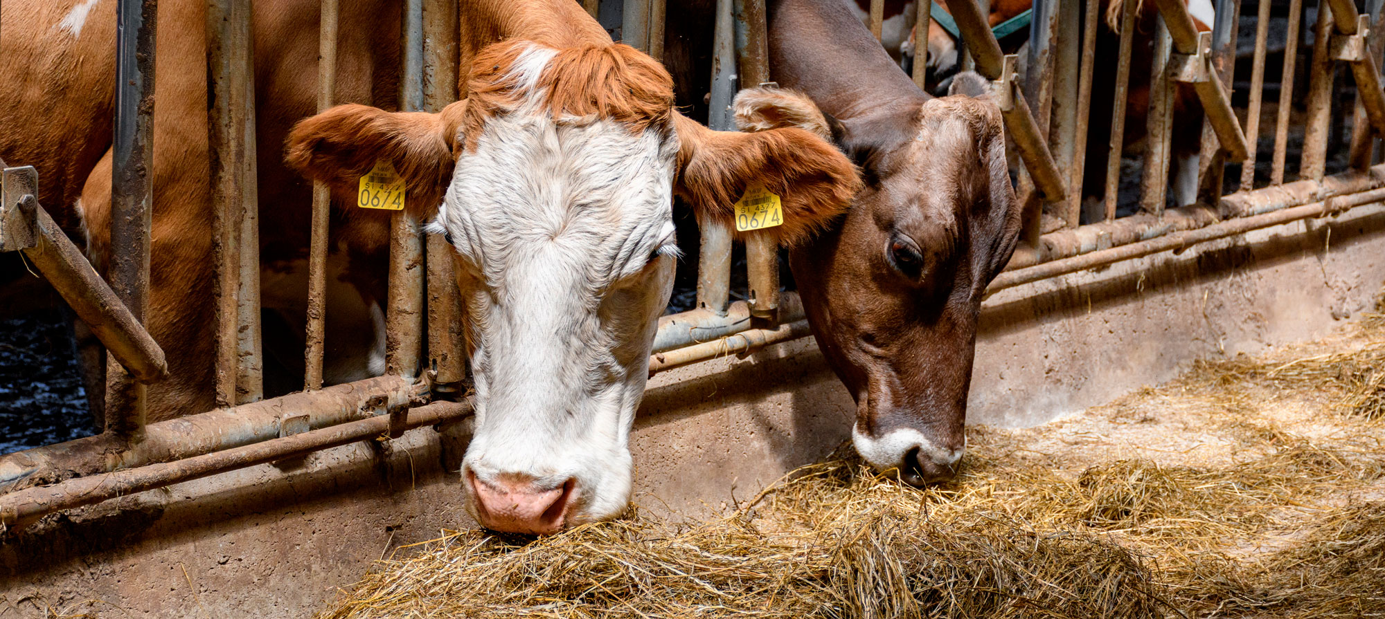 Il Cuore del latte QV